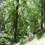 Pine Canyon