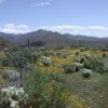 Elephant Mountain Loop (Spur Cross)