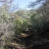 Reavis Ranch (From Rogers trough trailhead)