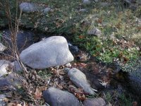 Brushy Spring (Campaign Creek)