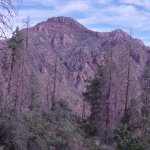 Cornucopia- Thicket Spring Loop Cornucopia- Thicket Spring Loop