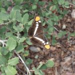 Cornucopia- Thicket Spring Loop Cornucopia- Thicket Spring Loop