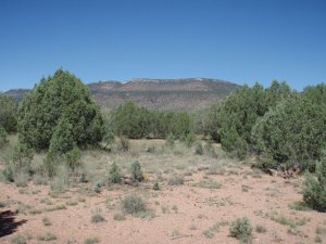 Juniper Spring Juniper Spring