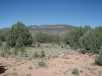 Juniper Spring