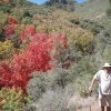 Thicket spring mine (squaw flat) Thicket spring mine (squaw flat)