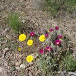 Coon Creek Ruins