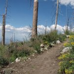 Mount Lemmon Trail Mount Lemmon Trail
