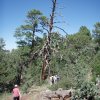 Timber Mesa Trail #636