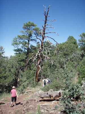 Timber Mesa Trail #636 Timber Mesa Trail #636