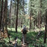 Widforss Trail Widforss Trail