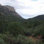 Cedar Spring