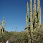 Metate-Spur Cross Loop (Spur Cross)