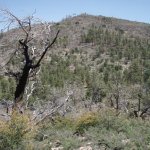 Miller Creek Trail