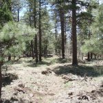 Coleman Trail #108 Coleman Trail #108