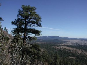 Elden Lookout