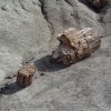 Petrified rock