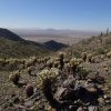 Cholla along the bolt trail