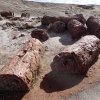 Petrified logs
