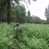 Hiker lost in a fern forest on the Houston brothers trail