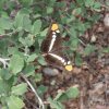 Colorful moth on the Cornucopia - Thicket spring hike