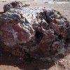 Petrified wood