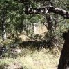 Shy whitetail deer