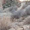 Bright Angel trail