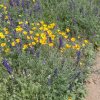 Desert wildflowers on the Ballantine creek trail