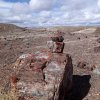 Neat cairn made from petrified wood