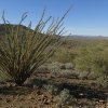 Palo Verde tree along the Apache wash loop hike (Phoenix sonoran preserve)