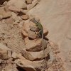 Lizard hanging out on the trail to Bear Mountain