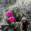 Blooming cactus along the Picketpost mountain trail