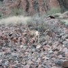 Mountain goat