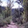 Cornucopia - Thicket spring hike