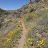 desert wildflowers along the Cave Creek loop hike trail
