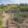 Desert wildflowers on the pine creek loop