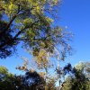 Fall colors on the Bog Springs trail