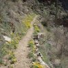 Wildflowers along the Bear canyon trial