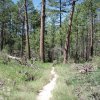 Along the Mint Spring trail