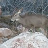 Deer near Phantom Ranch