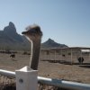 Ostrich (from a local farm) enjoying the views of Picacho peak