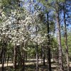 Blooming trees in Canyon point campground