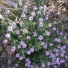 Wildflowers along the Sabino Canyon trail