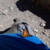 Friendly butterfly