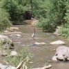 Egret enjoying Aravaipa creek