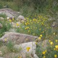 Desert wildflowers on the Kiwanis -Ranger loop