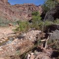 Hiking to the North Bass Camp from the Colorado river
