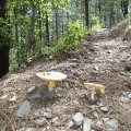 Mushrooms along the Smith Ravine trail