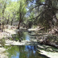 Sonoita Creek