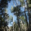 Dry lakes trail trees